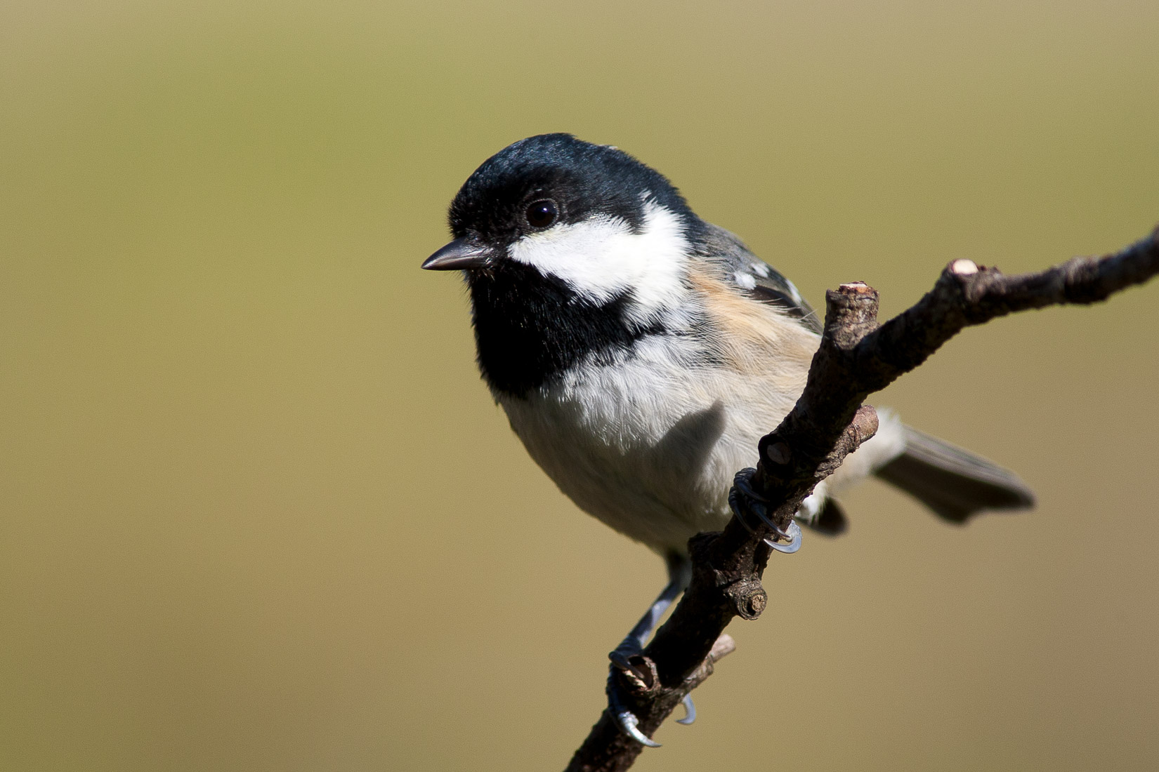 Finch in Flight | MasterPlan Mountaineering