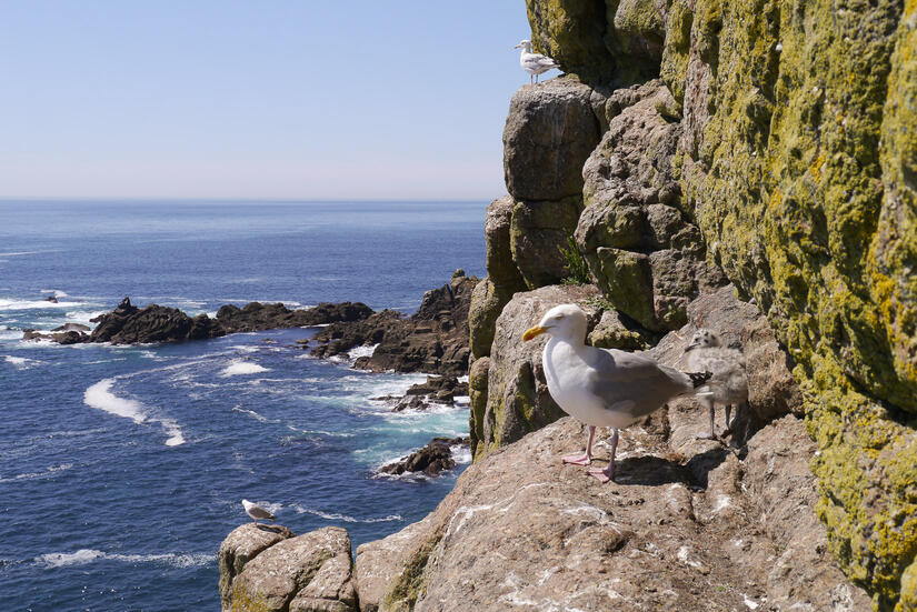 Baby Seagull