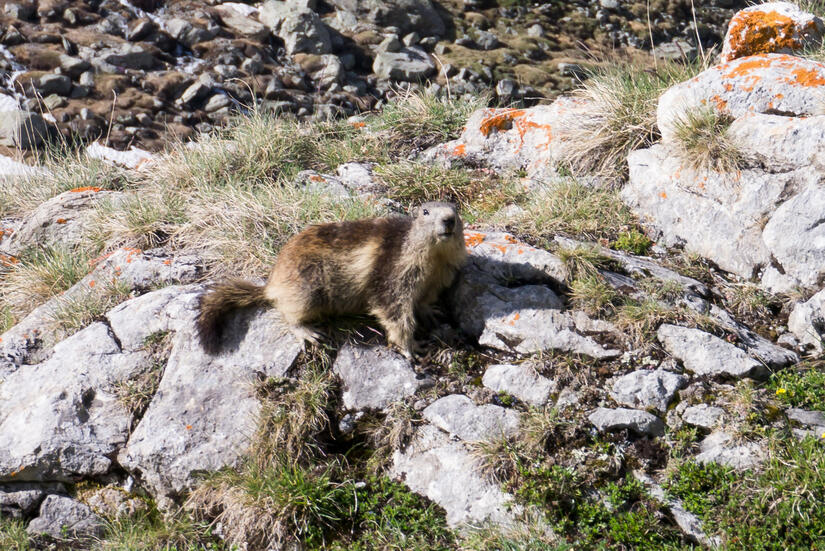 Friendly marmotte