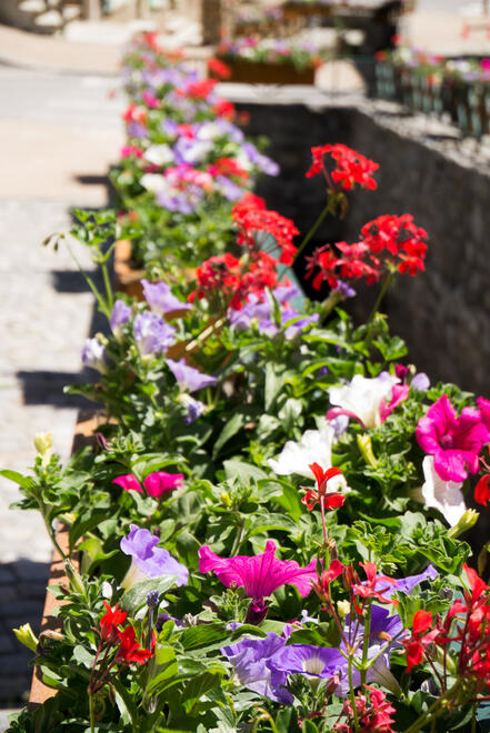 Flowers in the village