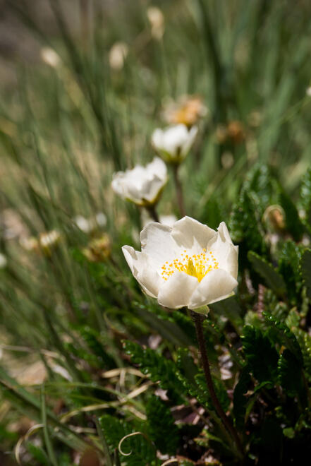 Flowers in the Gorges du Malpasset