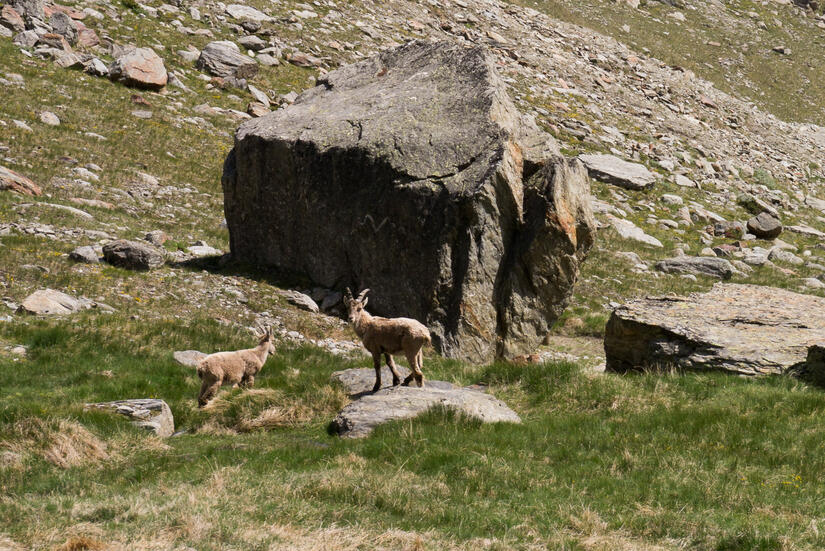 Ibex on the descent