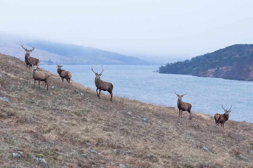 Deer in front of Loch Arkaig