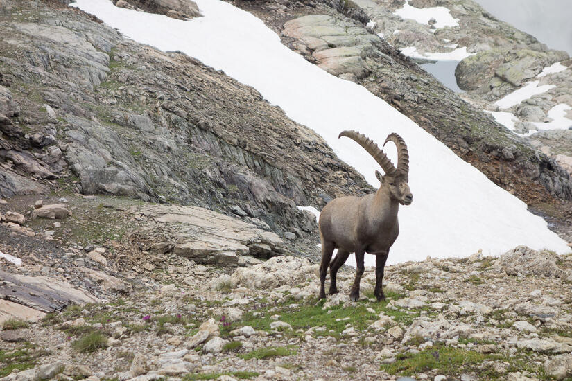 Very bold ibex