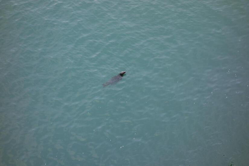 A seal