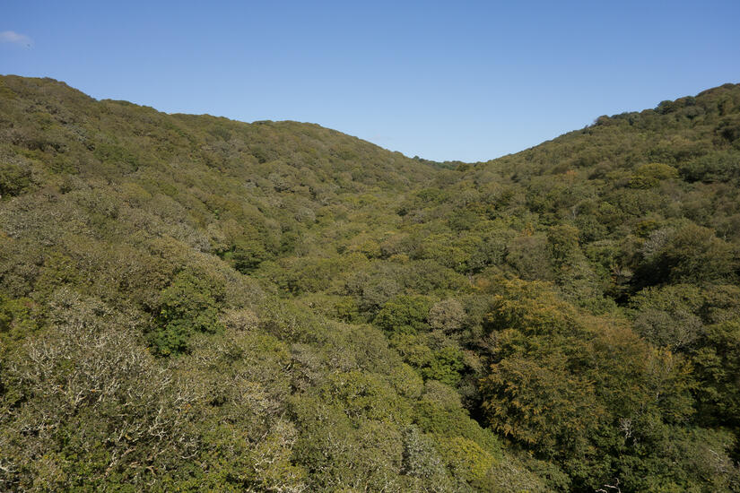 A picturesque wooded valley